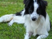 Peppermint Patty auf Pflegestelle in 92364 Deining sucht ihr Für-immer-Zuhause