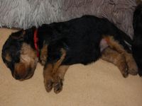 Welsh Terrier Welpen