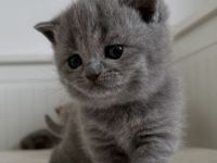 BKH reinrassige Kitten in blau, lilac Britisch Kurzhaar Katzen