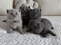 BKH reinrassige Kitten in blau, lilac Britisch Kurzhaar Katzen