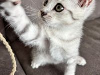 Drei süße BKH Siam Mix Kätzchen Kitten