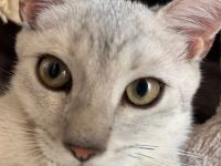 Drei süße BKH Siam Mix Kätzchen Kitten