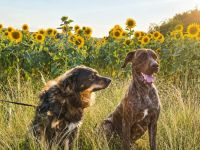 Welpen Dogge-Boxer + Schäferhund-Labrador-Mix