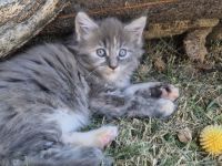 Wunderschöne Maine Coon Kitten