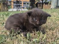 Wunderschöne Maine Coon Kitten