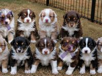Australian Shepherd Welpen