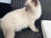 Reinrassige BKH Kitten abzugeben.