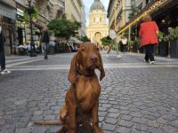 Magyar Vizsla Welpen mit Ahnentafel