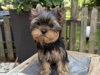 Bildschöne Yorkie Rüden