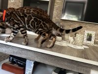 Traumhafte Bengal katerchen