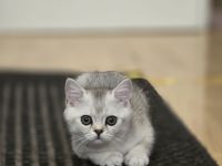 Britisch Kurzhaar Kitten suchen ein liebevolles Zuhause