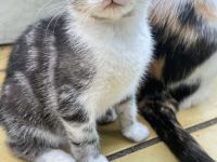 BKH-MIX Kater