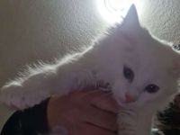 Türkisch Angora Kater