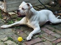 White American Bulldog