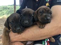 Bayerische Gebirgsschweisshund-Welpen aus familiärer Aufzucht in der Toskana