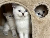 Bkh kitten reinrassig