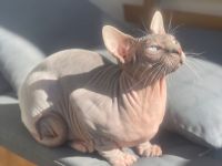 Deckkater Don Sphynx