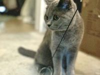 Suche freundlichen Deckkater