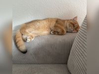 British Kurzhaar (BKH) Golden Shaded Kater sucht liebevolles Zuhause