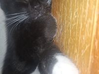 BKH Kitten