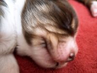 Australian Shepherd Welpen in Red White Copper mit Papieren