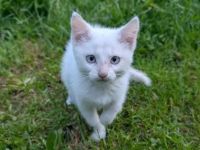 kleiner weißer Kater Piccolino - 3 Monate alt - Katerchen - Kätzchen - Katzenjunge