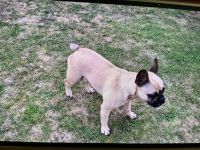 Französische Bulldogge Mix