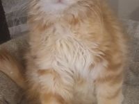 Reinrassiger süßer Maine Coon Kater sucht neues Zuhause