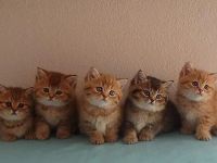 Britisch Kurzhaar- Babys in golden