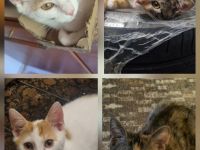 ​4 bezaubernde Kitten suchen ein neues Zuhause!