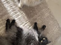 🐾 Liebevolle Katzen suchen ein neues Zuhause ❤️