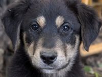Dzeko, geb. ca. 02/2026, lebt in GRIECHENLAND, auf einem Gelände, mit notdürftiger Versorgung