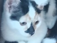 Katze