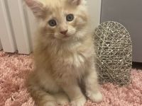 2 zauberhafte Maine Coon Kitten
