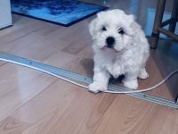 Malteser
