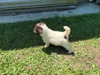 Lagotto Romagnolo Hündin Gina, ENCI-Ahnentafel, Toskana