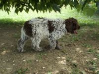 Lagotto Romagnolo Rüde Ugo, ENCI-Ahnentafel, Toskana
