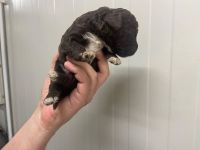 Lagotto Romagnolo Welpen, Rüde und Hündin, ENCI-Ahnentafel, Toskana