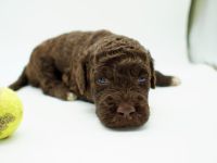 Lagotto Romagnolo Welpen, Rüde und Hündin, ENCI-Ahnentafel, Toskana