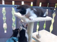 Katzenbabys Kinder