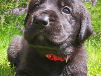 Wunderschöne Labrador Mix Welpen