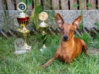 Zwergpinscher Welpen