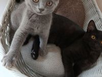 BKH Kitten