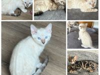 Bengal Kitten Snow Lynx / Mink / Braun Mit Stammbaum