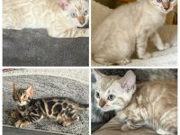 Bengal Kitten Snow Lynx / Mink / Braun Mit Stammbaum