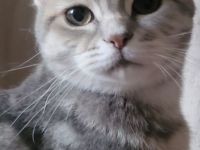 Traumhafte bkh kittens