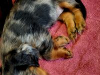🐾 Langhaar-Zwergdackelwelpen suchen ein liebevolles Zuhause 🐾