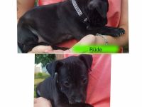 Patterull Terrier