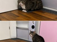 Liebe Katze sucht ein neues Zuhause