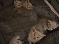 Reinrassige Russisch Blau Kitten suchen neues Zuhause (Hobbyzucht)